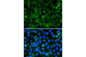 Immunofluorescence analysis of A549 cells using HIST2H4B antibody (ABIN5974305).