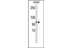 Western blot analysis of LOXL2 Antibody (C-term) in A549 cell line lysates (35ug/lane).