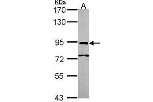 NCBP1 antibody  (N-Term)