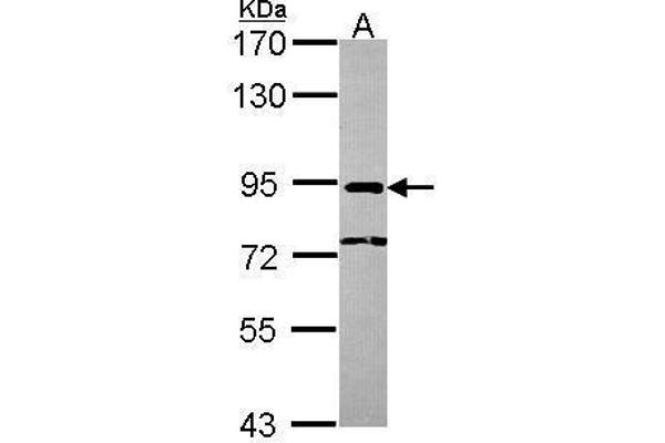 NCBP1 抗体  (N-Term)