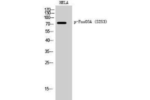 Western Blot analysis of Hela cells using Phospho-FOXO3 (Ser253) Polyclonal Antibody at dilution of 1:2000 (FOXO3 antibody  (pSer253))