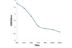 Antigen: 0. (TNFAIP2 antibody  (AA 551-654))