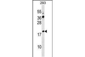 Western blot analysis in 293 cell line lysates (35ug/lane). (Lysozyme-Like 4 antibody  (AA 37-63))