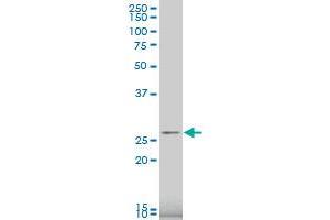 RPS9 antibody  (AA 105-194)