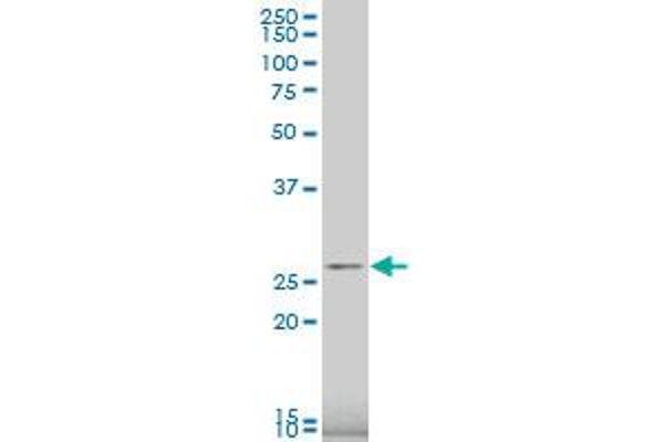 RPS9 antibody  (AA 105-194)