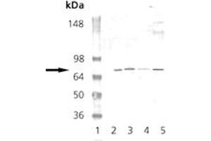 Western blot analysis: Lane 1: MW marker, Lane 2: Mouse Brain Tissue Extract, Lane 3: Rat Brain Tissue Extract, Lane 4: EKS4 Cell Lysate, Lane 5: HS67 Cell Lysate probed with PKG pAb. (PRKG1 antibody)