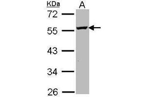 WB Image Sample (30 ug of whole cell lysate) A: Molt-4 , 10% SDS PAGE antibody diluted at 1:1000 (ODC1 antibody)