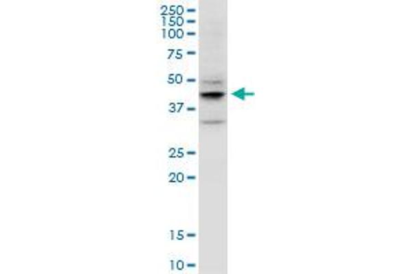 EPYC anticorps  (AA 20-322)