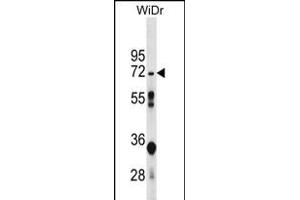 NT5C2 Antibody (N-term) (ABIN656169 and ABIN2845499) western blot analysis in WiDr cell line lysates (35 μg/lane).