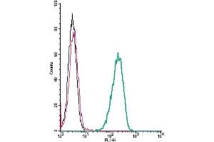 anti-Latrophilin 1 (LPHN1) (AA 480-494), (Extracellular) antibody