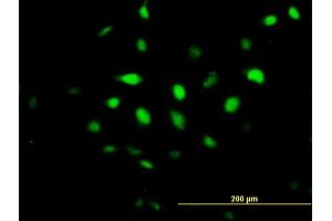 Immunofluorescence of purified MaxPab antibody to BCCIP on HeLa cell. (BCCIP antibody  (AA 1-322))