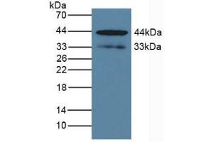 Detection of KLK1 in Human BXPC-3 Cells using Polyclonal Antibody to Kallikrein 1 (KLK1) (Kallikrein 1 antibody  (AA 27-261))
