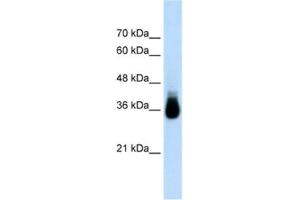 Western Blotting (WB) image for anti-Homeobox C9 (HOXC9) antibody (ABIN2461804) (HOXC9 antibody)