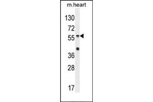 Western blot analysis of SP8 Antibody (C-term) in Mouse heart tissue lysates (35ug/lane). (SP8 antibody  (C-Term))