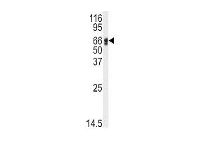 Western blot analysis of anti-AGT Antibody (N-term) (ABIN392327 and ABIN2841974) in HepG2 cell line lysates (35 μg/lane). (AGT antibody  (N-Term))