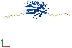 AlphaFold protein structure predicition of Mouse Recombinant Rpl22l1 Protein, UniprotID Q9D7S7 (RPL22/L1 Protein (AA 1-122) (His tag))