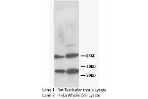 Image no. 2 for anti-DNA Repair Protein Homolog 1 (RAD51) (N-Term) antibody (ABIN1495062) (RAD51 antibody  (N-Term))
