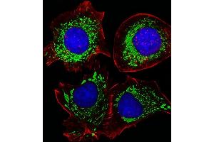 Fluorescent image of HepG2 cells stained with AK4 Antibody (Center) (ABIN1944856 and ABIN2838526). (AK4 antibody  (AA 119-153))