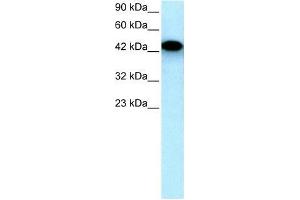 Human HepG2; WB Suggested Anti-EYA3 Antibody Titration: 0. (EYA3 antibody  (Middle Region))