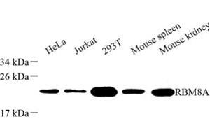 Western blot analysis of RBM8A (ABIN7075478) at dilution of 1: 500