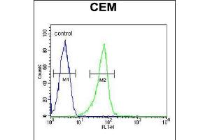 Flow cytometric analysis of CEM cells (right histogram) compared to a negative control cell (left histogram). (ITGB1BP3 antibody  (AA 156-186))