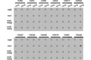 Dot-blot analysis of all sorts of methylation peptidesusing H4K20me1 antibody. (Histone H4 antibody  (meLys20))