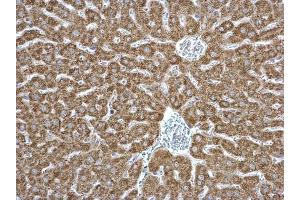 IHC-P Image EPHX1 antibody detects EPHX1 protein at cytosol on mouse liver by immunohistochemical analysis.