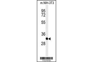 Western blot analysis of PHB2-Y128in mouse NIH-3T3 cell line lysates (35ug/lane) (Prohibitin 2 antibody  (AA 106-134))