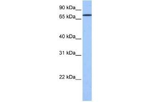 GK2 antibody used at 1 ug/ml to detect target protein. (GK2 antibody  (C-Term))