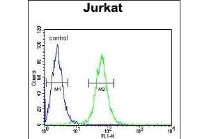 HVCN1 Antibody (N-term) (ABIN651233 and ABIN2840145) flow cytometric analysis of Jurkat cells (right histogram) compared to a negative control cell (left histogram). (HVCN1 antibody  (N-Term))