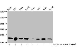 Western Blot Detected samples: Hela whole cell lysate, 293 whole cell lysate, A549 whole cell lysate, HepG2 whole cell lysate, Untreated (-) or treated (+) with 30 mM sodium butyrate for 4h All lanes: HIST1H2BC antibody at 1:100 Secondary Goat polyclonal to rabbit IgG at 1/50000 dilution Predicted band size: 14 kDa Observed band size: 14 kDa (Histone H2B antibody  (acLys24))