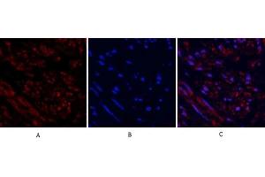 Immunofluorescence analysis of human uterus tissue. (TUBB antibody  (AA 370-450))