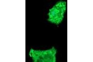 Image no. 3 for anti-Fetal and Adult Testis Expressed 1 (FATE1) antibody (ABIN1498223) (FATE1 antibody)