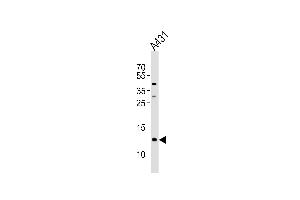 Western blot analysis of lysate from A431 cell line, using SPRR2A Antibody (C-term) (ABIN654715 and ABIN2844404). (SPRR2A antibody  (C-Term))