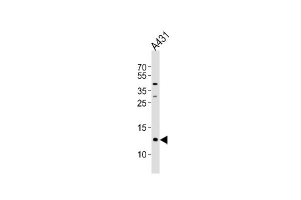 SPRR2A antibody  (C-Term)