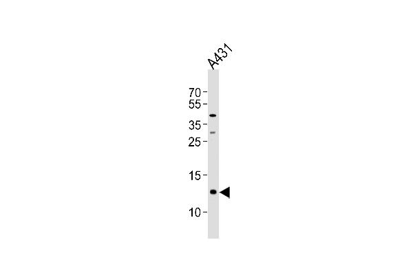 SPRR2A Antikörper  (C-Term)