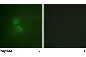 Immunofluorescence analysis of COS-7 cells, using MUC1 polyclonal antibody . (MUC1 antibody)