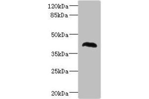 Western blot All lanes: NHLRC1 antibody at 1. (NHLRC1 antibody  (AA 1-280))