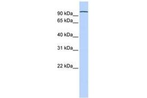 PCDHA3 antibody  (N-Term)
