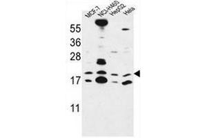 CNPY2 Antibody (C-term) western blot analysis in MCF-7,NCI-H460,HepG2,Hela cell line lysates (35µg/lane).