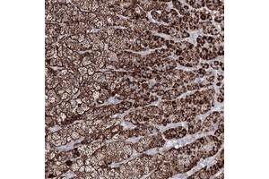 Immunohistochemical staining of human adrenal gland with IGSF9 polyclonal antibody  shows strong cytoplasmic positivity in cortical cells. (IGSF9 antibody)