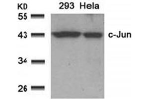 Image no. 1 for anti-Jun Proto-Oncogene (JUN) (AA 89-93) antibody (ABIN197128) (C-JUN antibody  (AA 89-93))