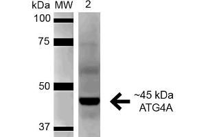 Western blot analysis of Rat Pancreas cell lysates showing detection of 45. (ATG4A antibody  (AA 102-113) (FITC))