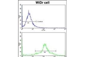 Flow cytometric analysis of widr cells using PDIA3 Antibody (Center)(bottom histogram) compared to a negative control cell (top histogram)FITC-conjugated goat-anti-rabbit secondary antibodies were used for the analysis. (PDIA3 antibody  (AA 192-220))