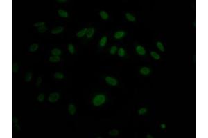 Immunofluorescence (IF) image for anti-Mitogen-Activated Protein Kinase 14 (MAPK14) antibody (ABIN7127654)