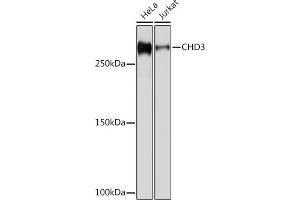 Western blot analysis of extracts of various cell lines, using CHD3 Rabbit mAb (ABIN7266363) at 1:1000 dilution.