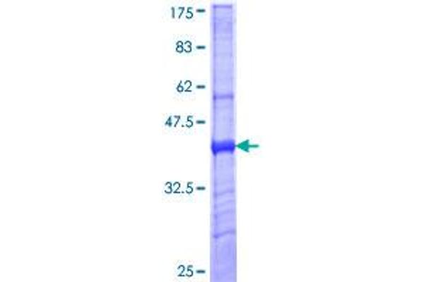Macrophage Mannose Receptor 1 Protein (AA 22-130) (GST tag)