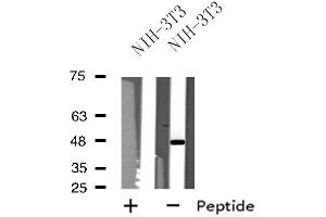 Western blot analysis of extracts from NIH-3T3 cells, using NPY1R antibody.