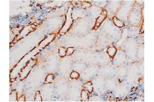 ABIN6267528 at 1/200 staining Mouse kidney tissue sections by IHC-P. (SAPK, JNK (pThr183) antibody)