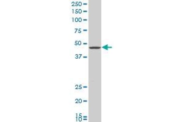 GNAI2 antibody  (AA 1-355)